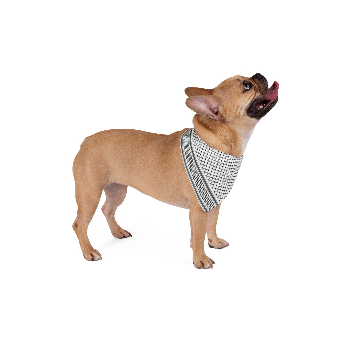 Keffiyeh, Pet Bandana